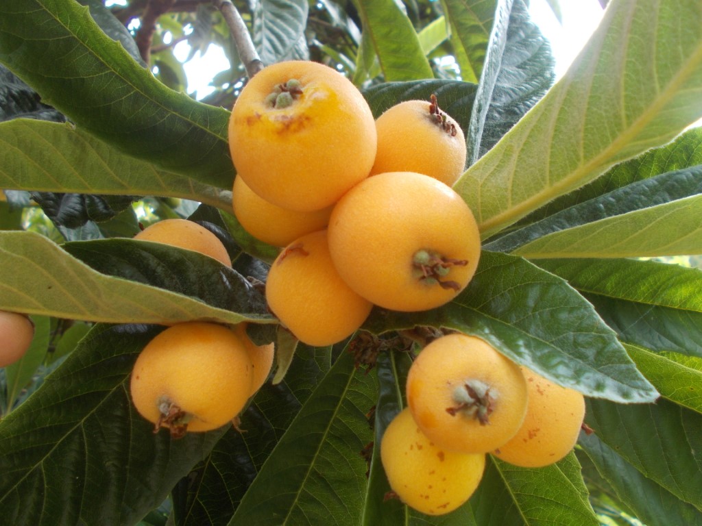 fruitwood_image_unavailable3